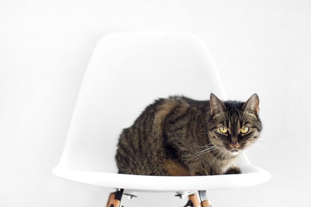Cat sitting on the white chair