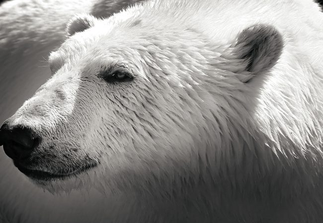 Polar bears have black skin though their fur appears white