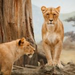 7-Day South Africa Lion Safari