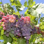 What are the health benefits of grapes?